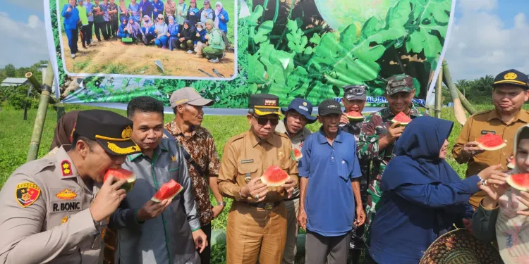 Kadinsos Kawal Bupati Kutim Panen Semangka