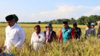 Panen Raya Padi Mentik Susu Wangi Di Desa Sidomukti, Edi Damansyah Apresiasi Program Community Development Baznas