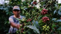 Potensi Kopi Lokal Kukar Menjanjikan, Pemkab Berikan Pendampingan Bagi Petani 8 Potensi Kopi Lokal Kukar Menjanjikan, Pemkab Berikan Pendampingan Bagi Petani