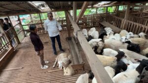Rizali Hadi Kagum Peternakan Modern Cipta Visi Farm