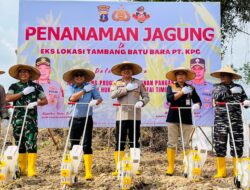 Ketahanan Pangan, Polres dan KPC Tanam Jagung di Area Pasca Tambang