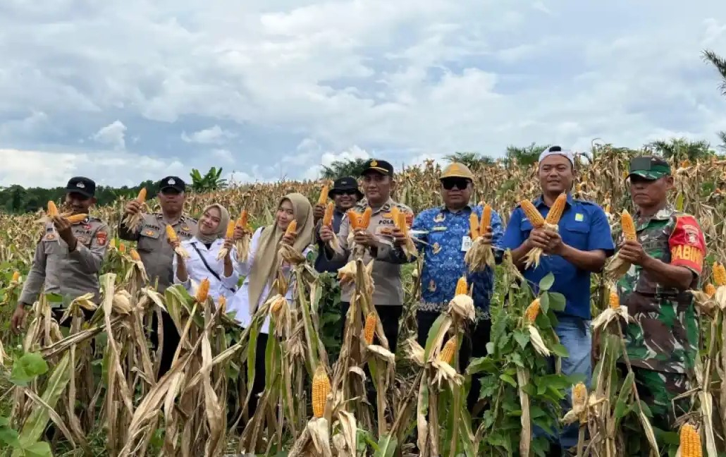 Jagung Hebrida, Langkah Pemkab Berau Perkuat Pertanian